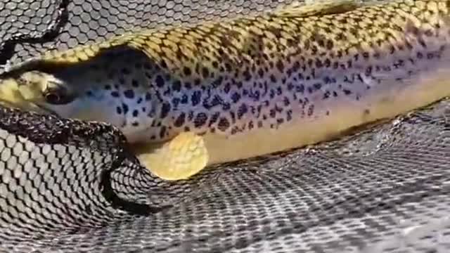 big browns on the mind!