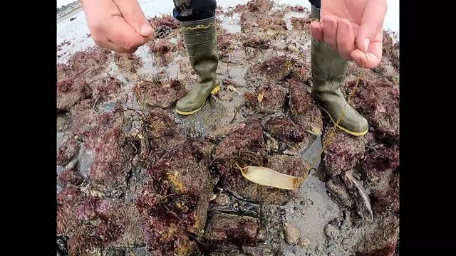 A Colour Changing Octopus and Rock Pooling with Craig Evans