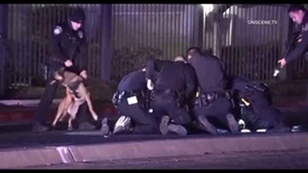 K-9 Takedown