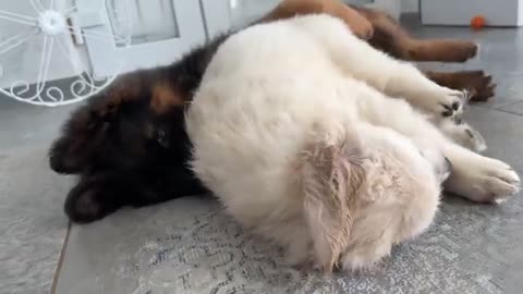 Funny German Shepherd Puppy and Cute Golden Retriever Puppy Playing