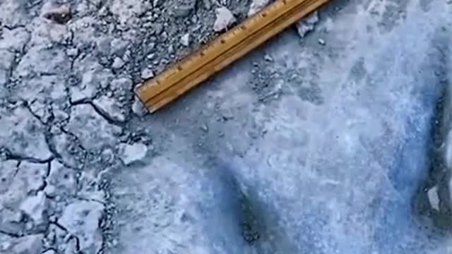 Dinosaur tracks from 113 million years ago found in Texas