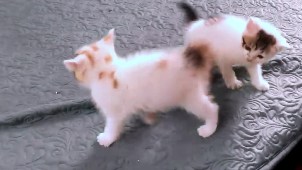 Cute Kittens - Funny and Cute Cat Videos Compilation