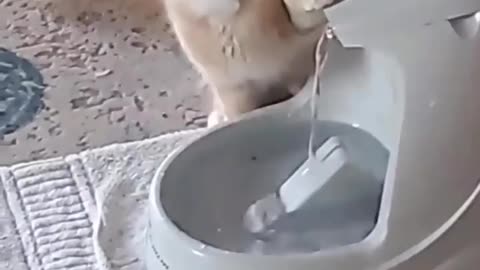 Drinking water