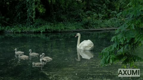 Togetherness of the Mother and Child in the wild