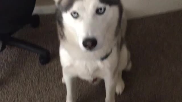 ADORABLE HUSKY TALKS