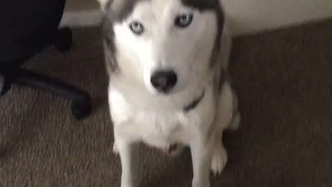 ADORABLE HUSKY TALKS