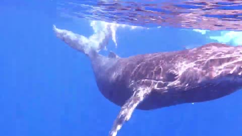 Baleines - La Réunion