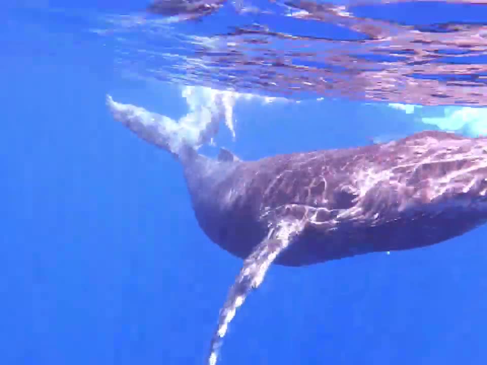 Baleines - La Réunion