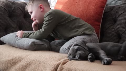 CANE CORSO PUPPY! The BEST Things About New Puppies!