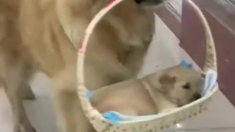 funny video-funny dogs, funny dogs,funny,funny animals,funny pets