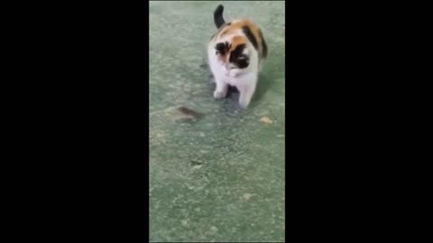 funny animal video