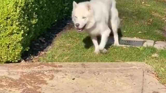 Awesome dancing Dog