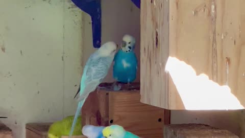 breeding budgies in flock