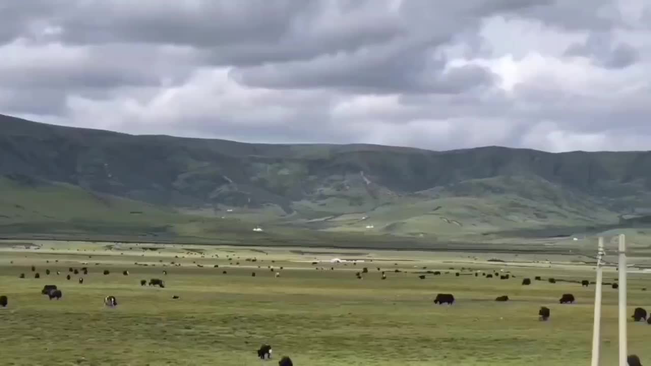 Beautiful prairie herds of cattle and sheep