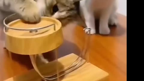 funny cats