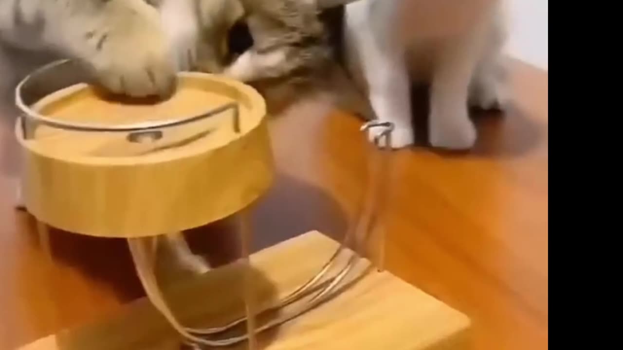 funny cats