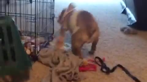 Bulldog vs Laundry Baskst