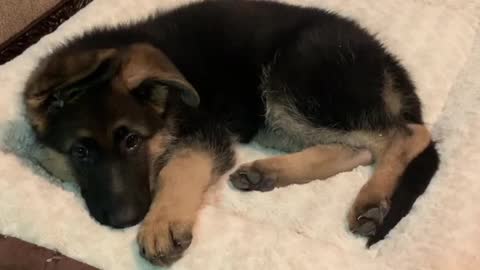 German Shepherd puppy gets the hiccups