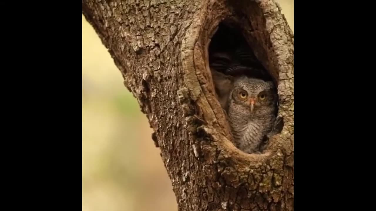 Funny and Cute Owls 01