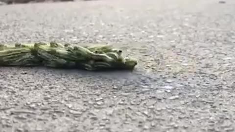 Group of Caterpillars is Moving #shorts #viral #shortsvideo #video