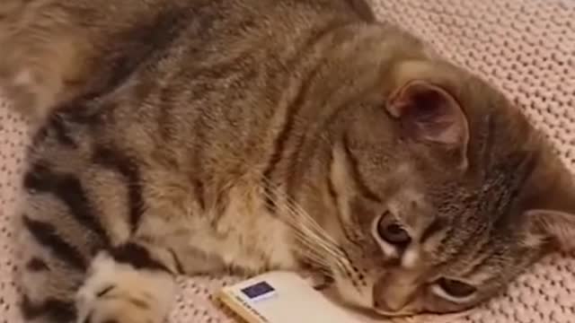 #funny #cute β€ #dogs and #cats πΆπ± part 7