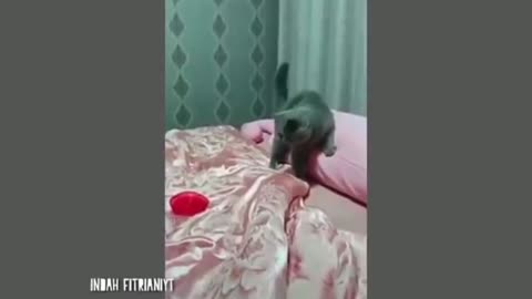 Video kucing lucu bikin ngangkak