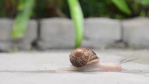 A snail