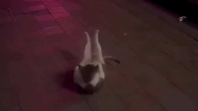 317_Exercising 🤣 #catsoftiktok #funnycat #funnycatsoftiktok #