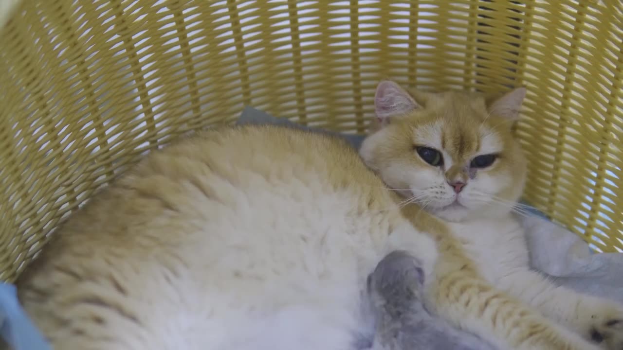 Mother Cat Giving Birth To 3 British Shorthair Kittens