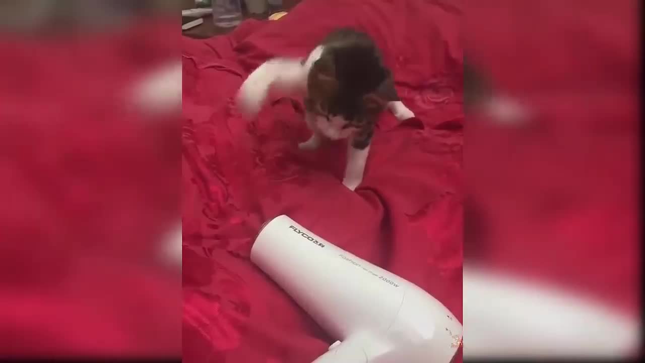 Cute Kitten fighting with hairdryer