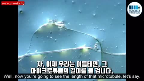 화이자 (핵손 아킬레스2 광학현미경)