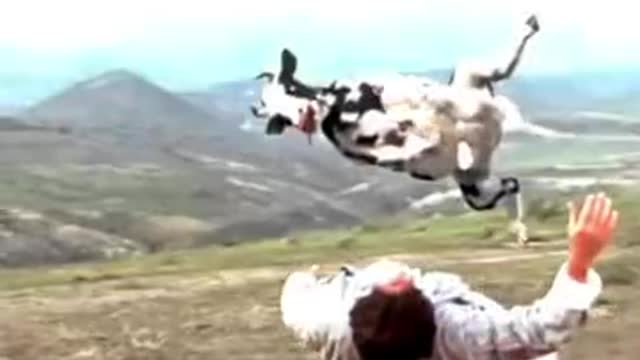 Funny animal