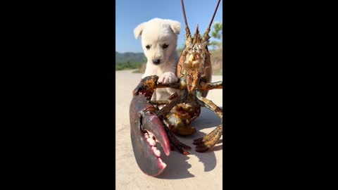 This little white dog has a duck friend and a crayfish friend