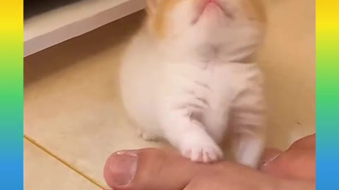 Cute and funny Cat 7