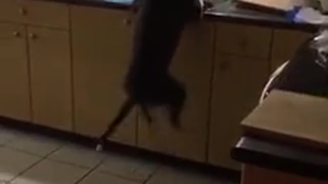 Jumparound