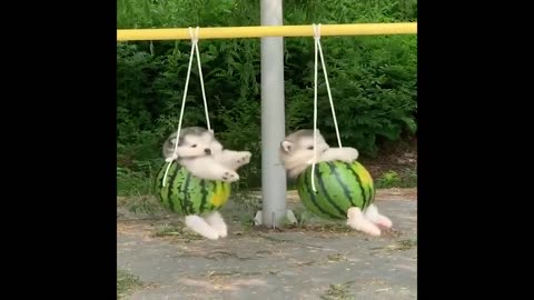 Cutest Animals 2023 😍