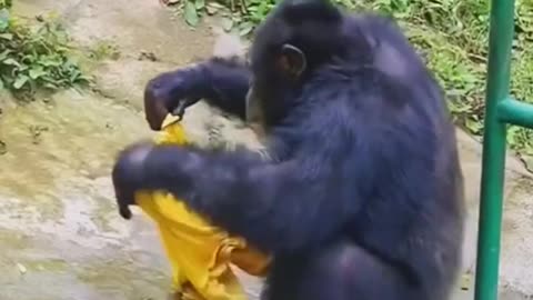 Naughty monkey