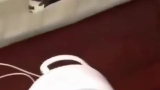 Funny dog and cute puppy