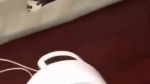 Funny dog and cute puppy