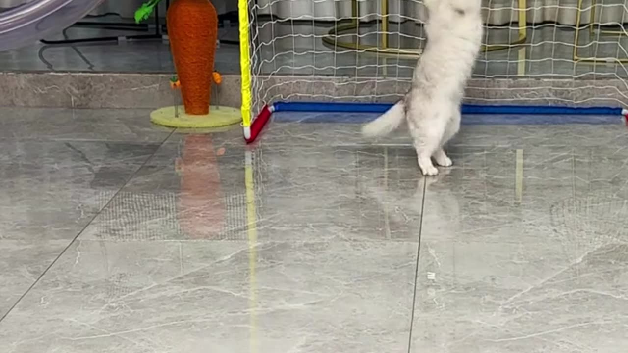 Car skills
