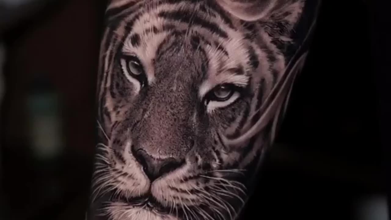 If you like BIG cats, your MUST see this! 🐯