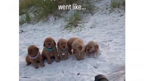 Puppy Paradise Golden Retrievers in photoshooting