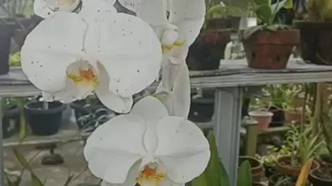 Moon Orchid