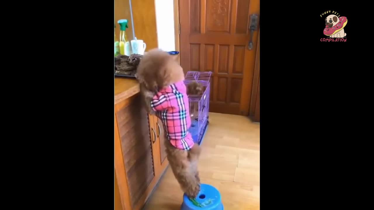 funny animals compilation clean