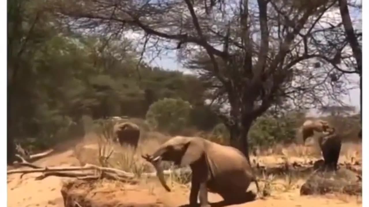 Incredible Elephant Toppling Moment - Must See!