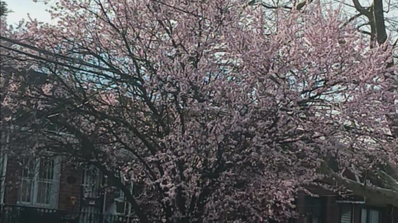 Cherry Blossom