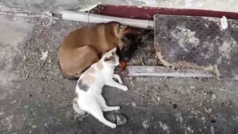 Cat and dog good mates.