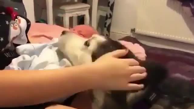 A loving dog has a special crush on the baby
