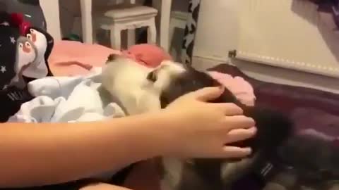 A loving dog has a special crush on the baby
