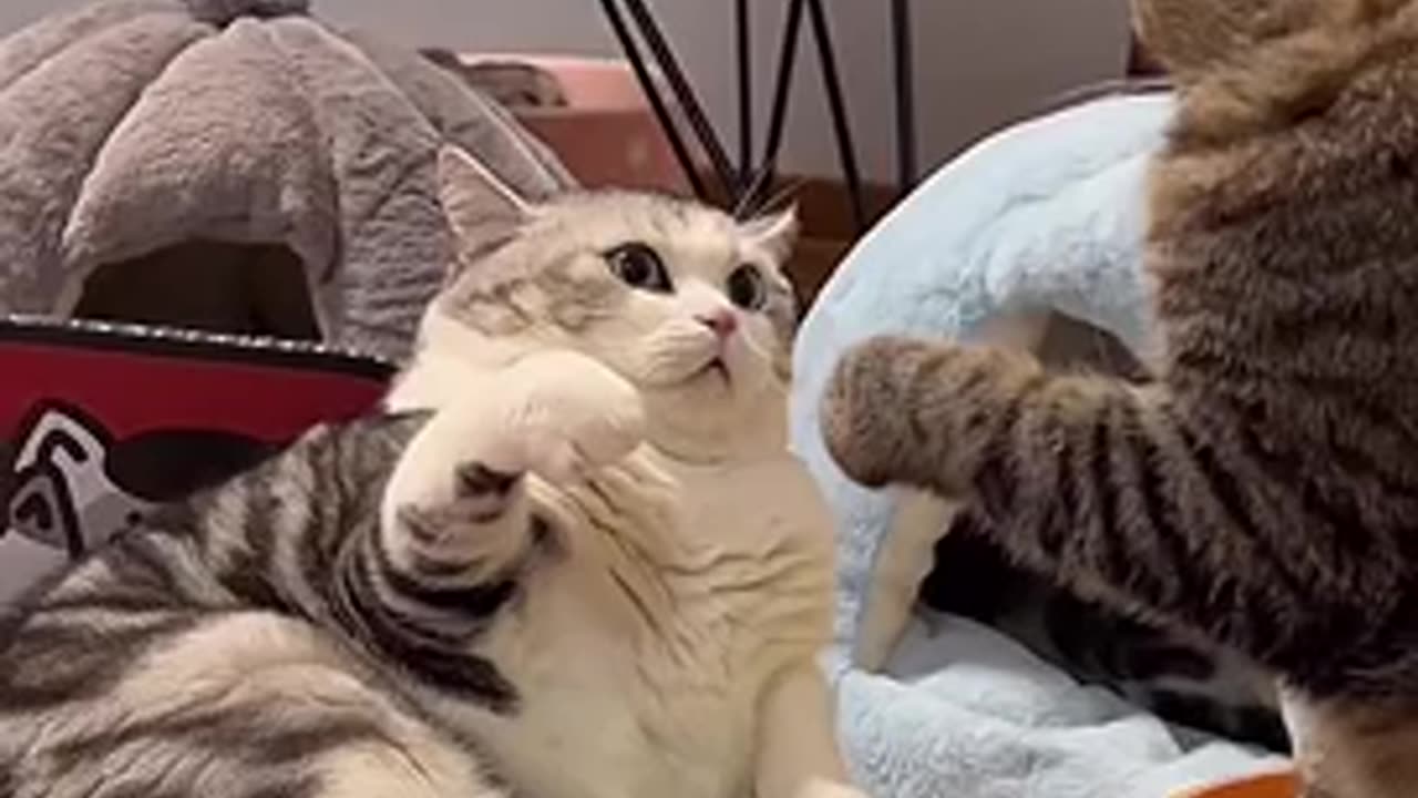 Cats fight…. Funny cats